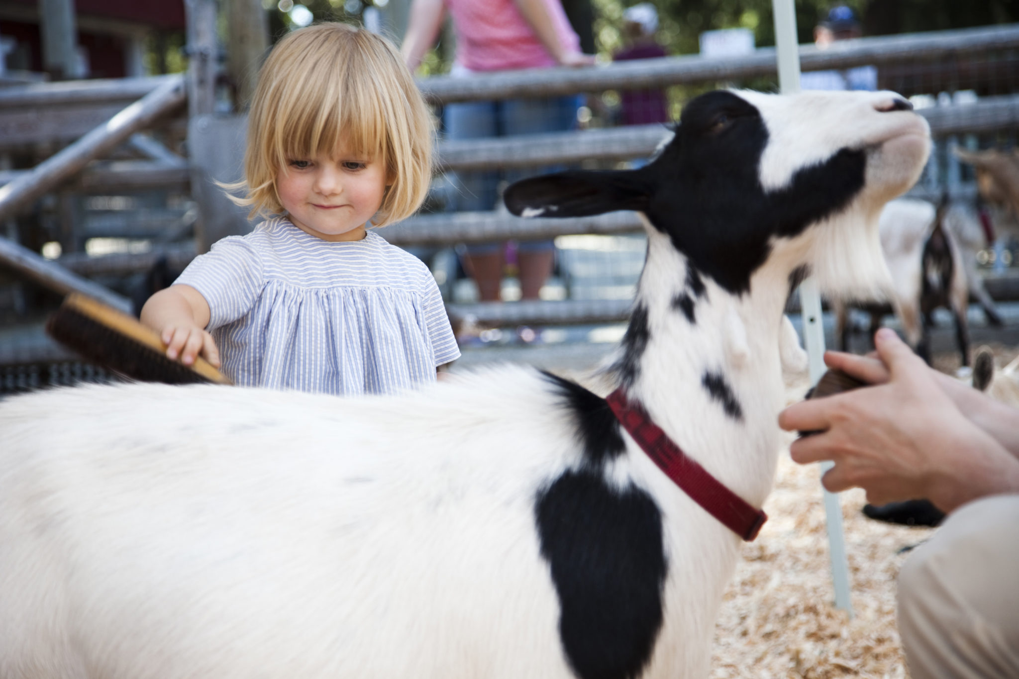child petting a goat