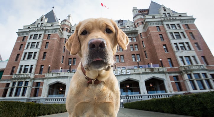 dog standing in front of the hotel