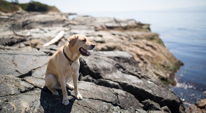 Winston taking in those Vancouver Island views