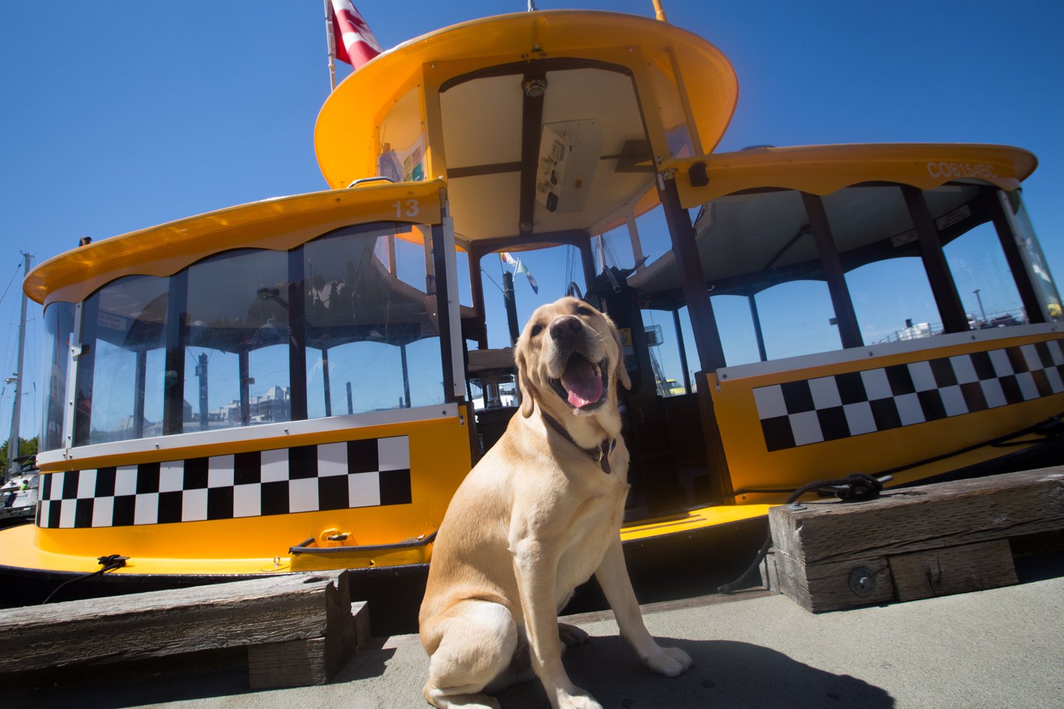 Winston loves taking the water taxi in Victoria, BC