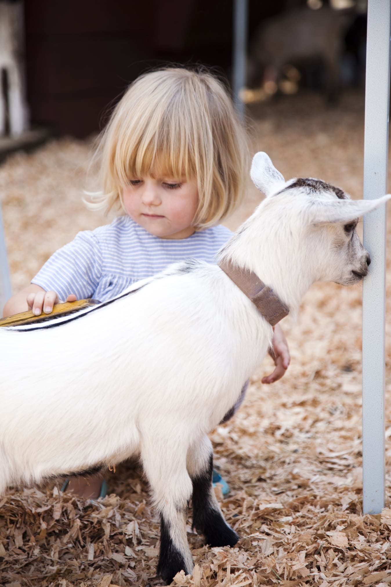 little girl brushing a goat