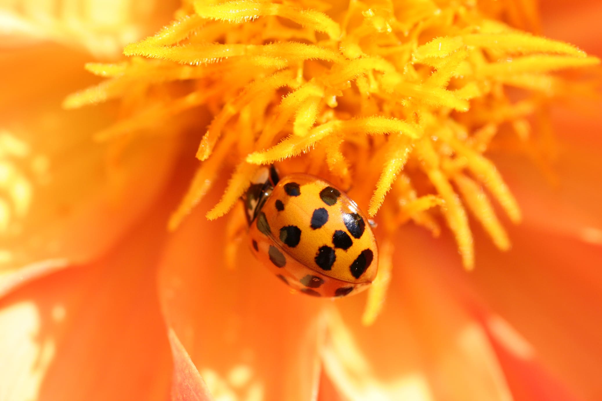 ladybug on a flower