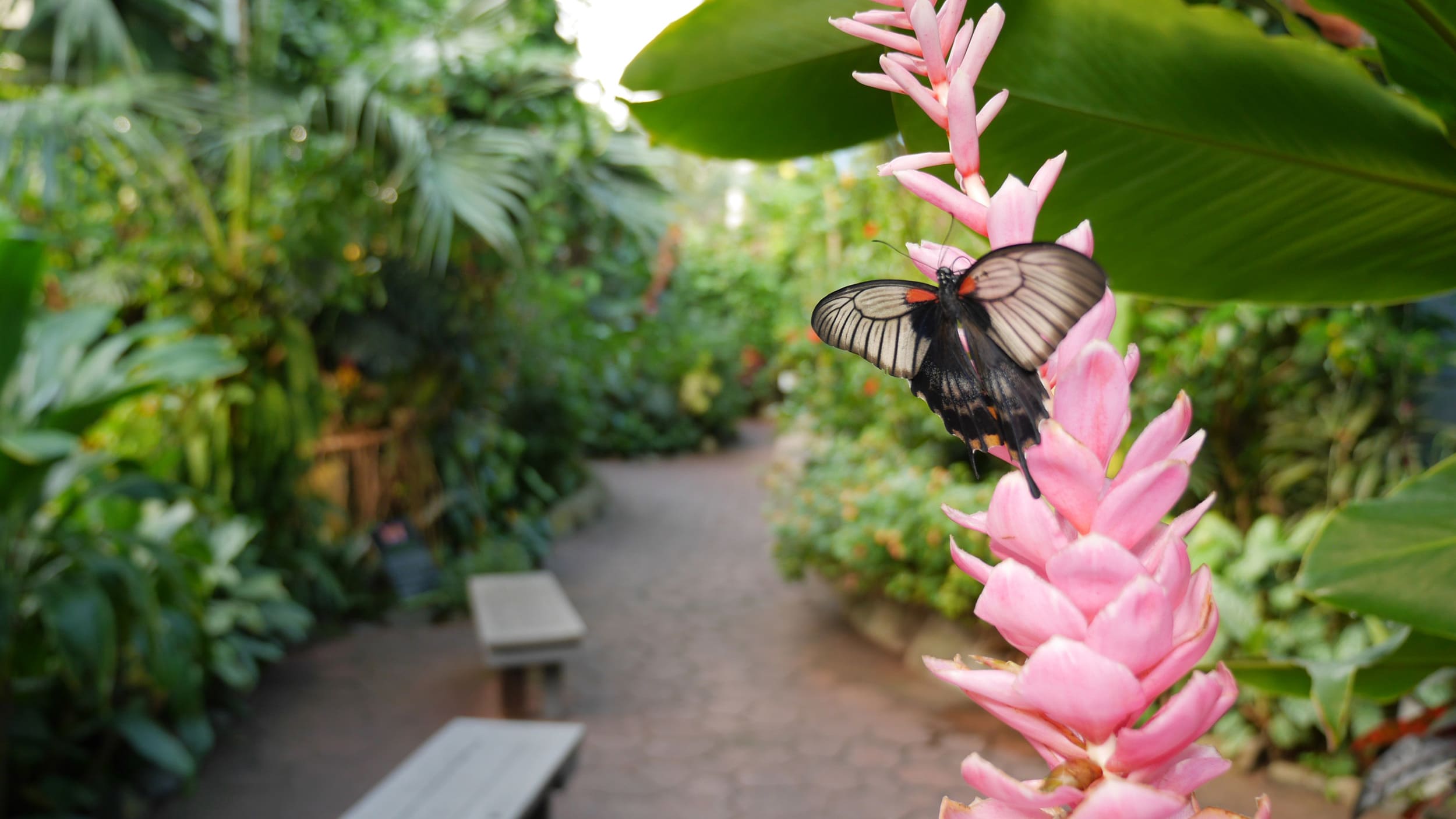 close up of a butterfly on a flower