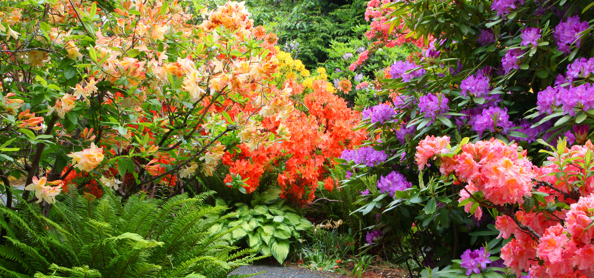 Close up of flowers at Abkhazi Gardens