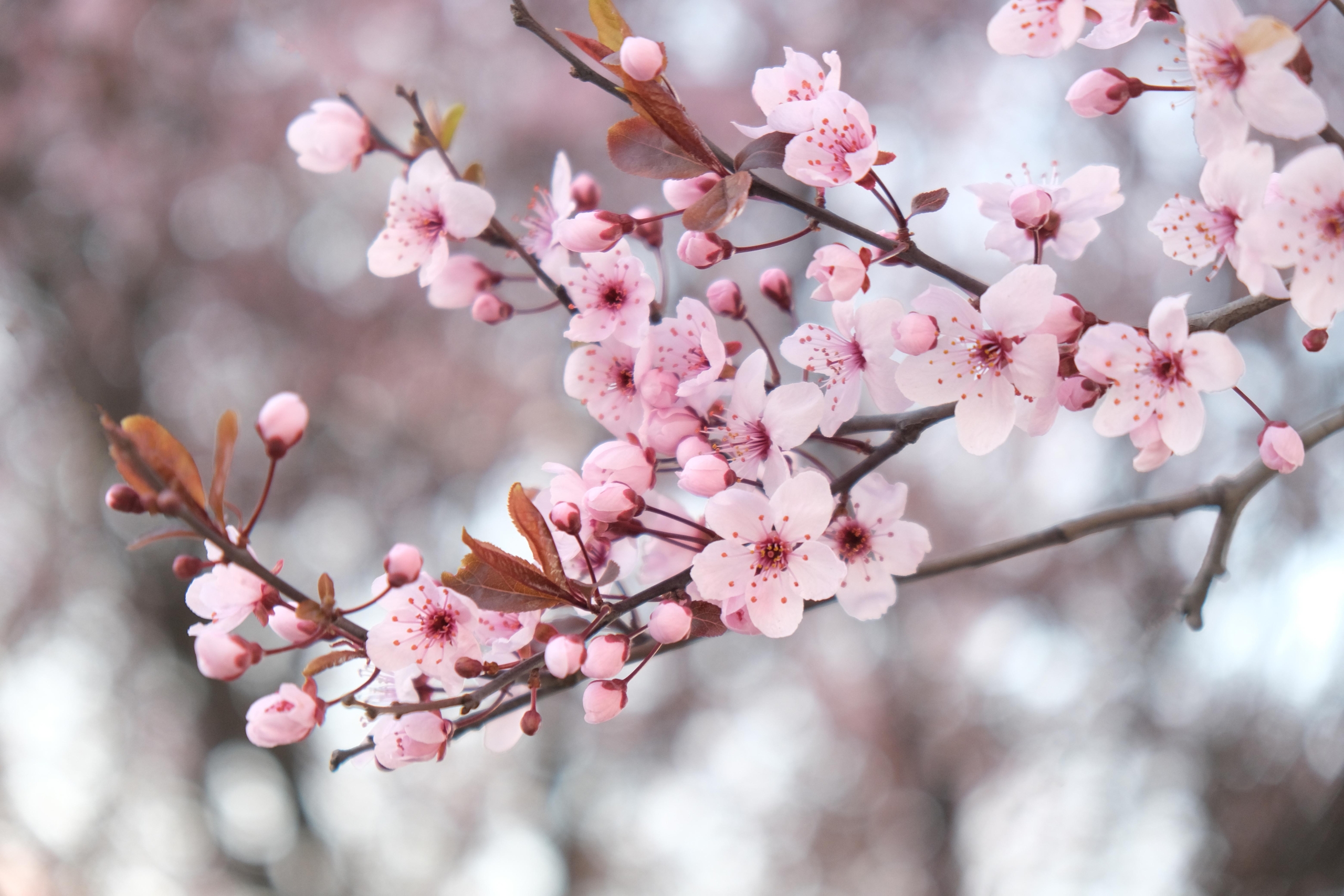 Cherry Blossom Season in BC's Capital City | Fairmont Empress | Victoria BC
