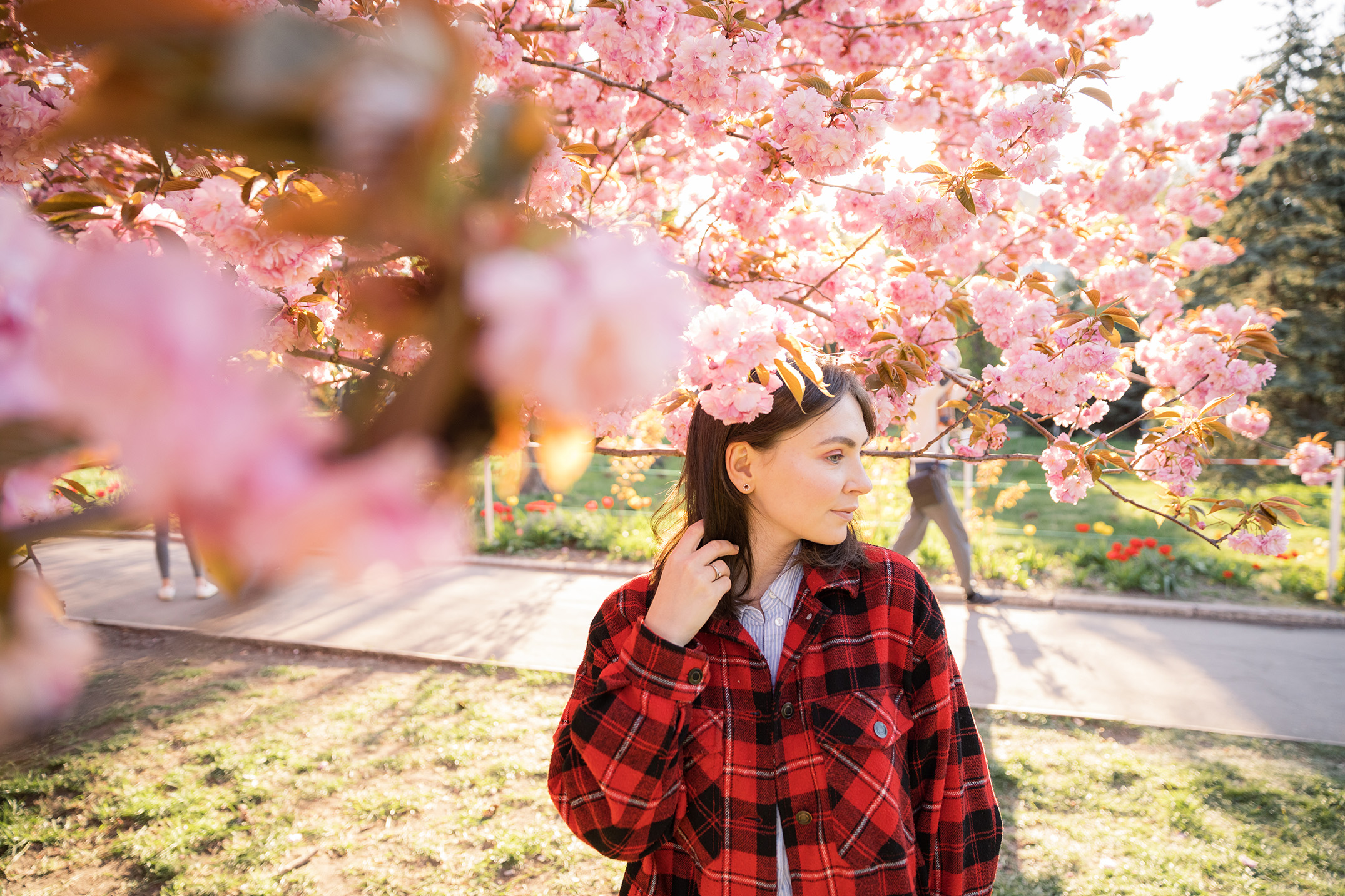 fairmont empress cherry blossom season